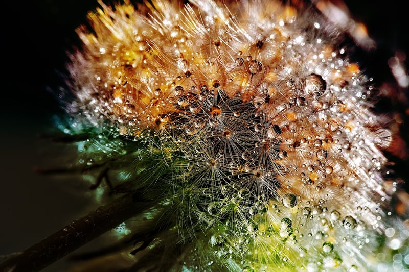 Garden Image