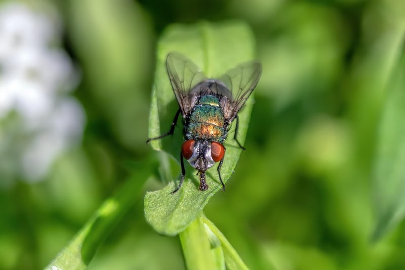 Pest control in the garden