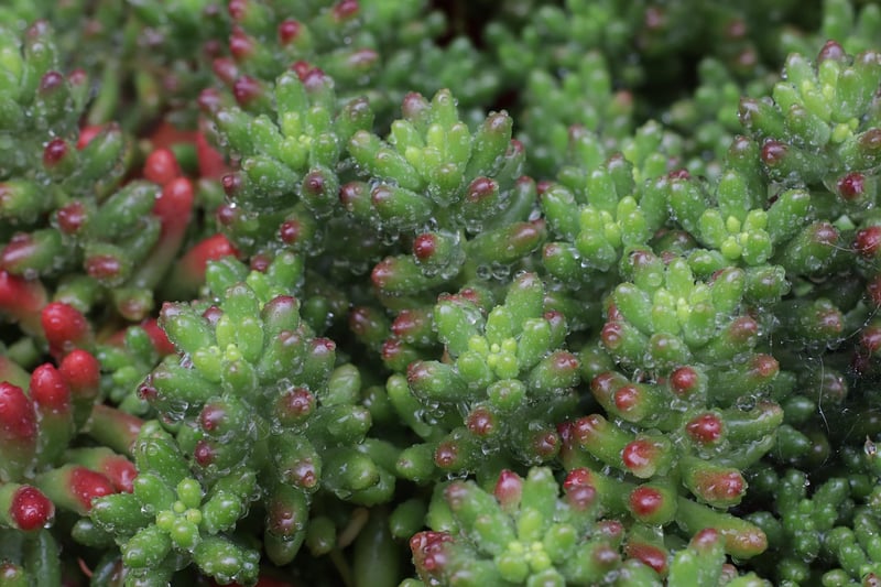 Sedum